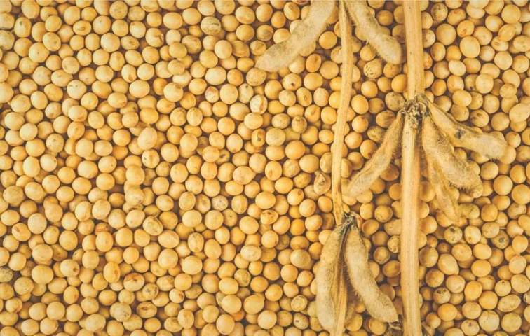 Soybean 